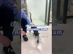 Hít thở dễ dàng với Berk: Giải pháp không khí thân thiện với thú cưng của bạn!