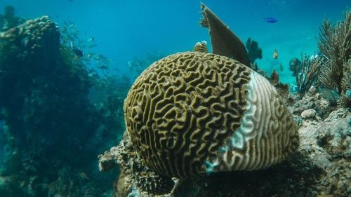 Trung Quốc tin tức mới nhất về Khí từ các sinh vật biển phân hủy: Tác động đến chất lượng không khí ven biển và vai trò của các chất lọc không khí